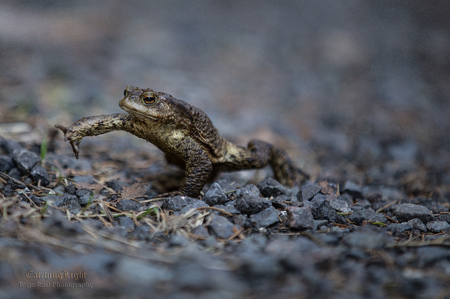 Frog